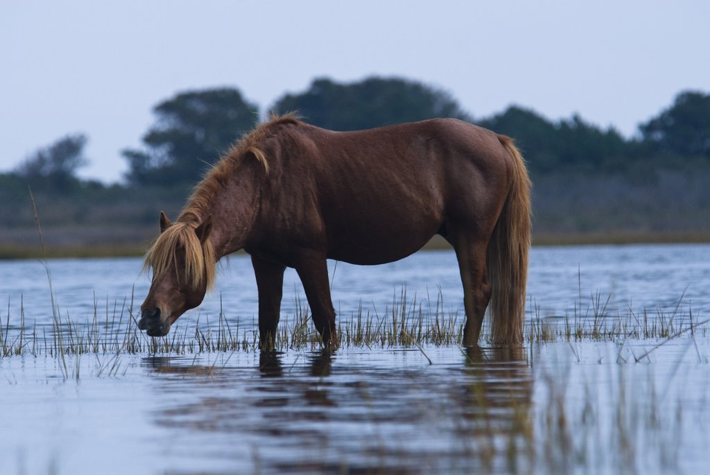 Pony in bay shot from kayak by josephglassart