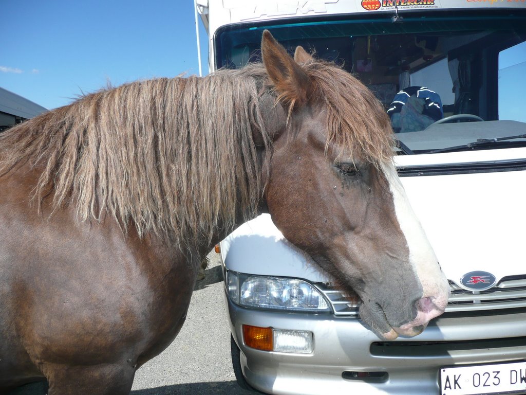 Les chevaux du col d'Aubisque 6 by Maryse Trezy