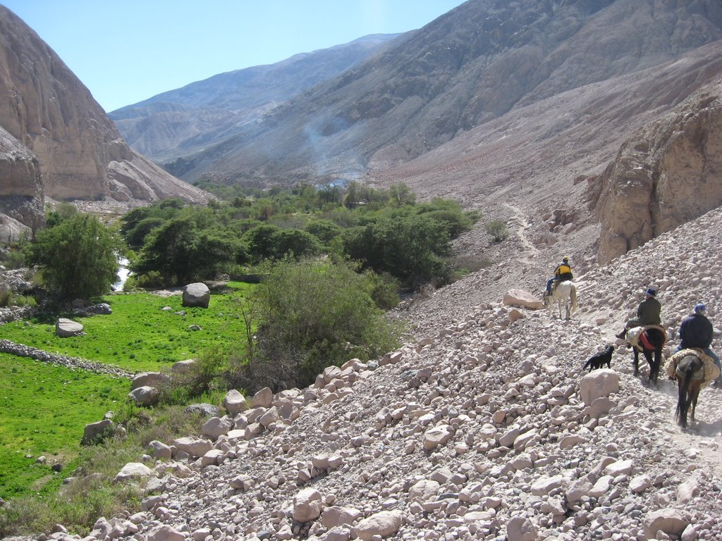 Pequeñas zonas cultivadas en el cajón del río San José, Arica, Chile. by Luis Vidallagos