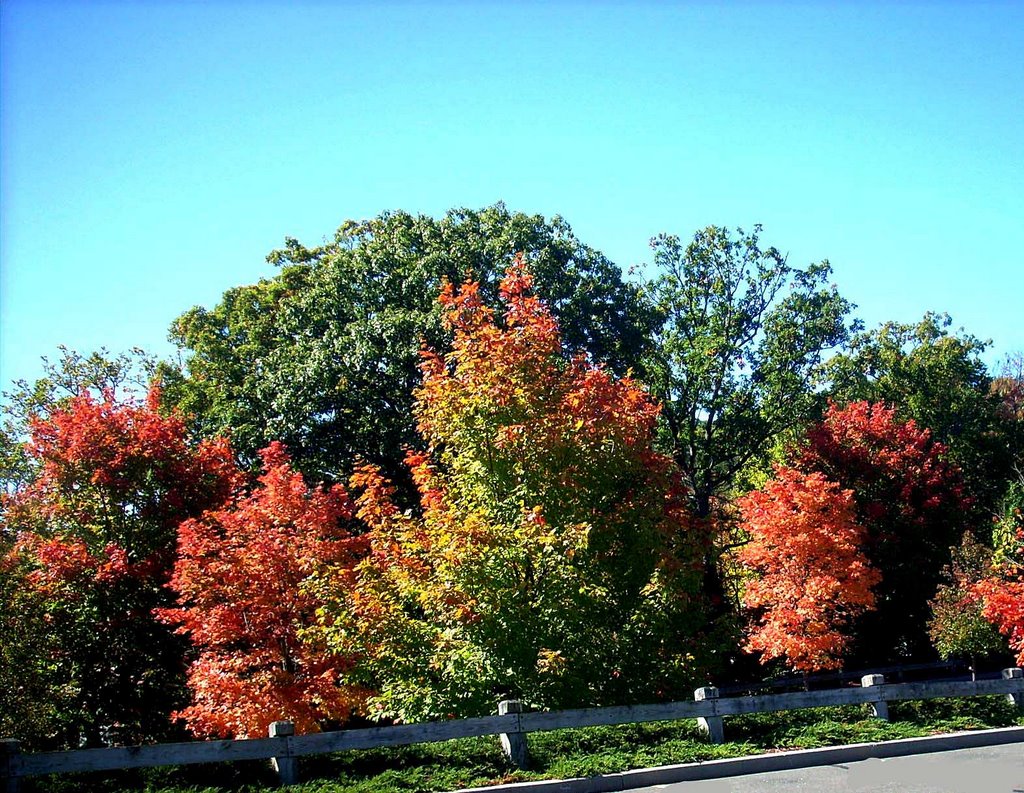 Fall Colors by MoMof4