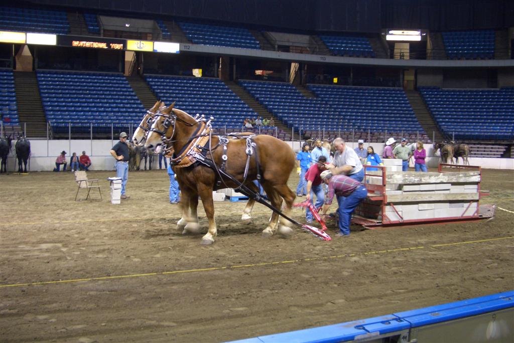 Largest draft horse team in the competition, Kemper Arena, Kansas City, MO by marnox1