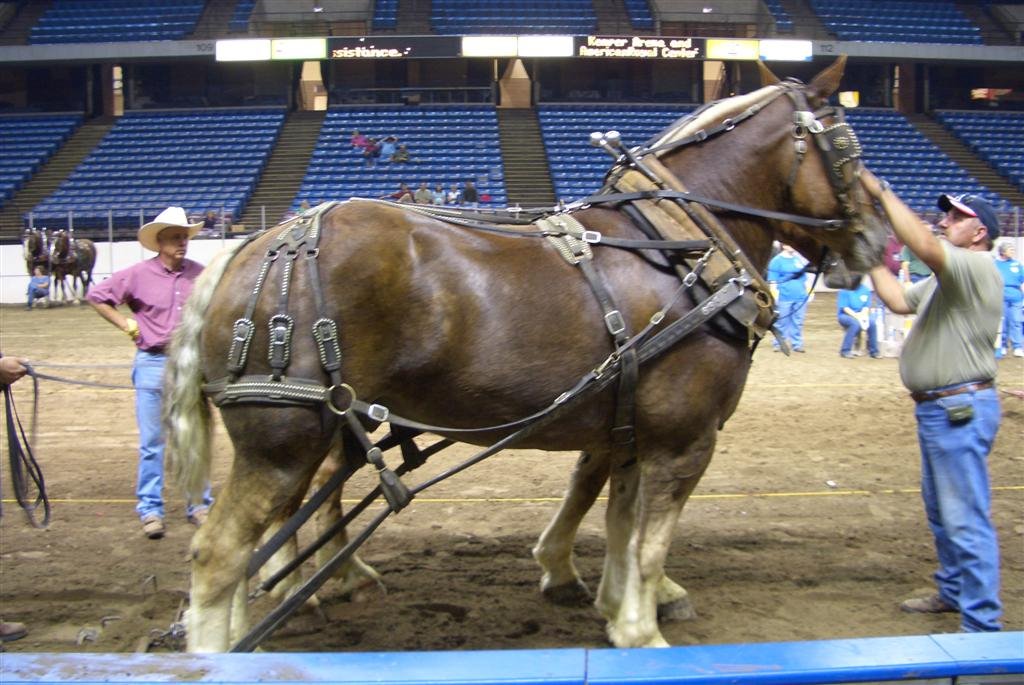 Draft horse team taking a breather before trying again, Kemper Arena, Kansas City, MO by marnox1