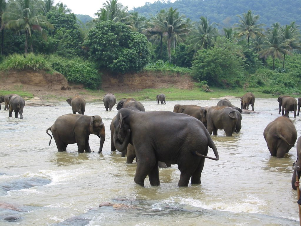 Pinnawala Elephants - Sri Lanka by seaflower