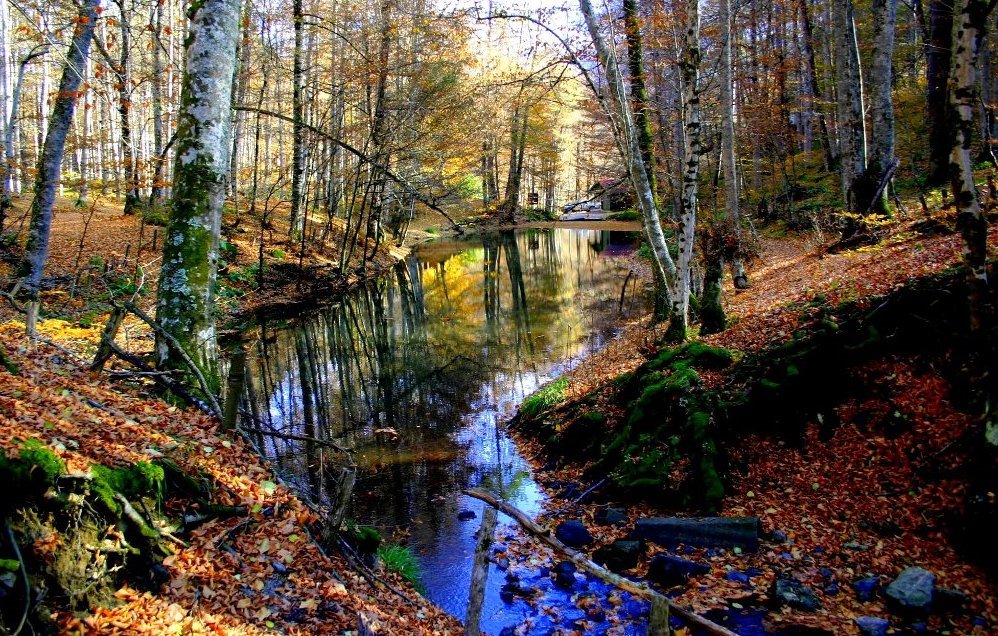 Bir sonbahar klasiği, İncegöl by alirizabaykan