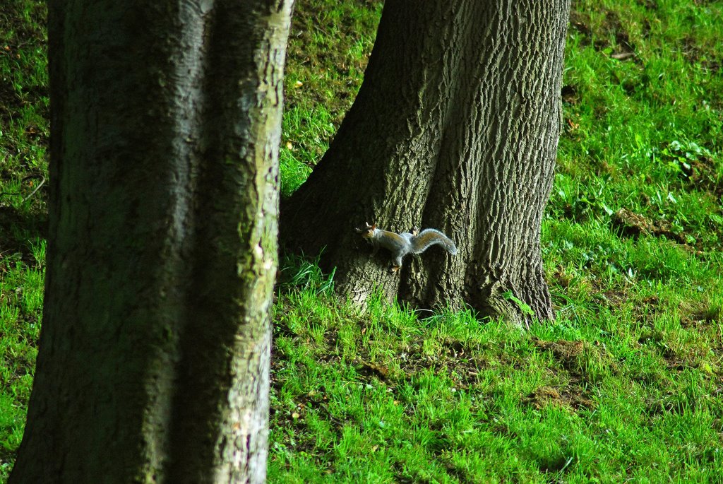 Squirrel in the Backhouse Park by somaliayaswan