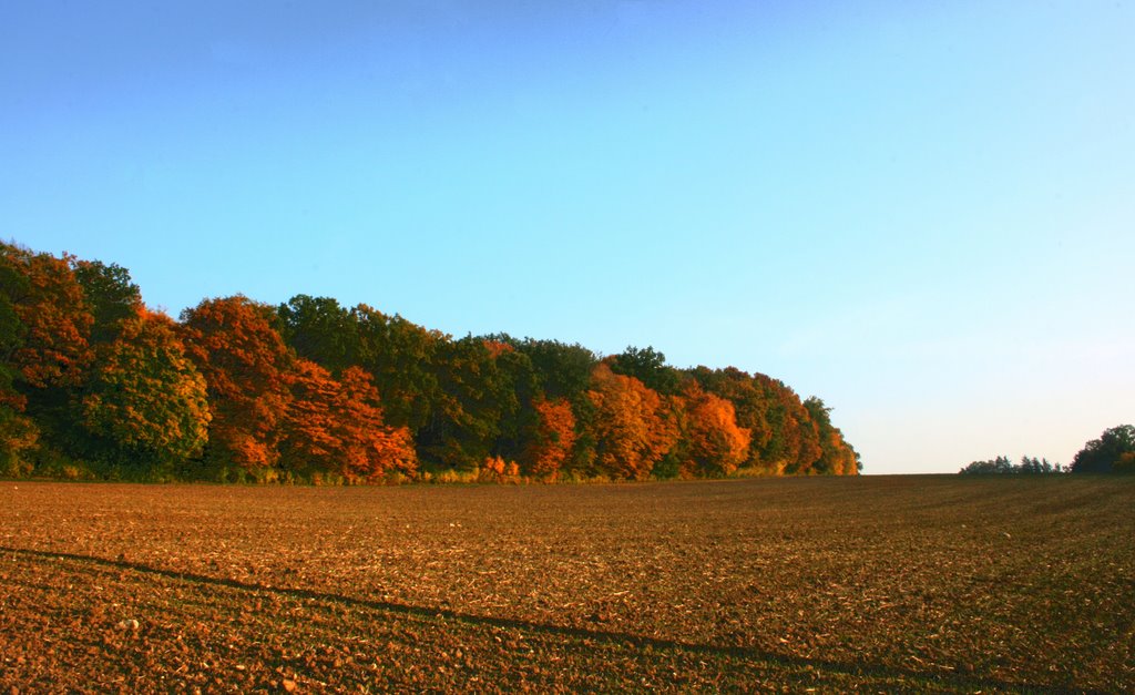 Edge Of A Wood In Autumn by TwiggaDigga