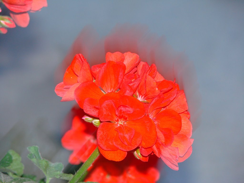 Pelargonia by pawel0472