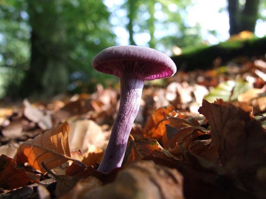 Amethyst Zwam - Amethyst Deceiver - Laccaria amethystea by ©JPix