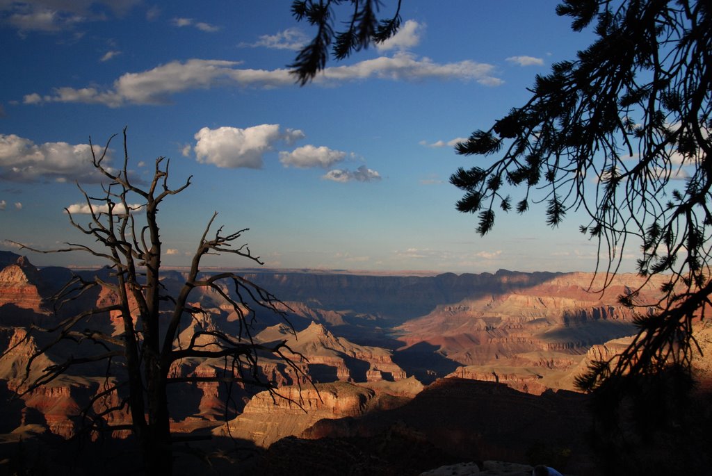 Arizona's image by yves floret