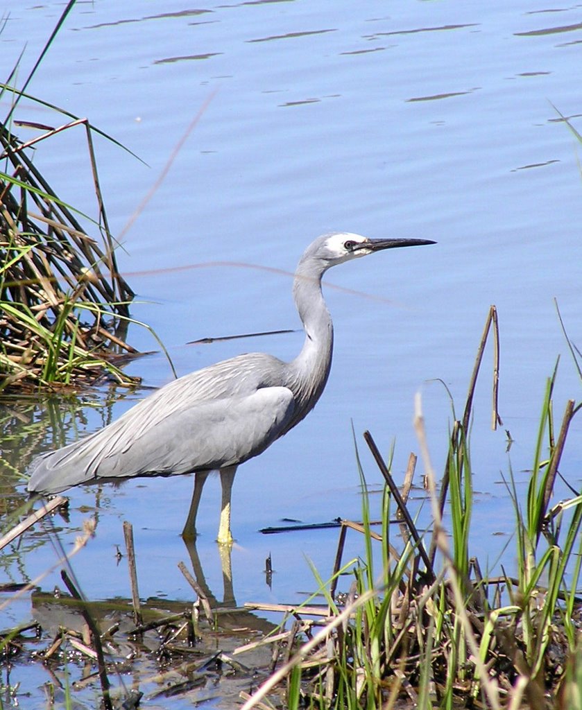 White-faced Heron - (Egretta novaehollandiae) -thanks Paul S by Inspector H snaps