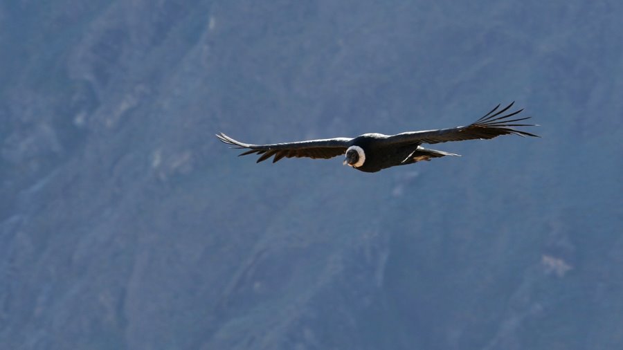 Colca Canyon, flight of the Condor by Banja-Frans Mulder