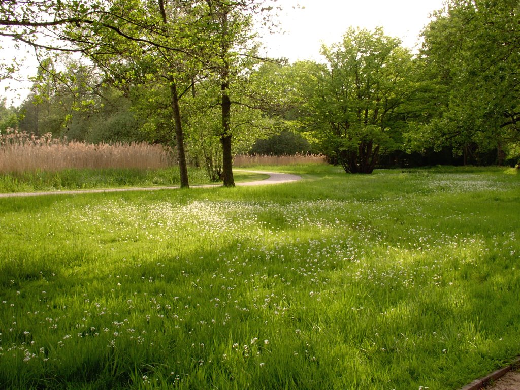 Schulgarten, Wiesenschaumkraut am Dowesee, Mai 08 by schöneheimatDS