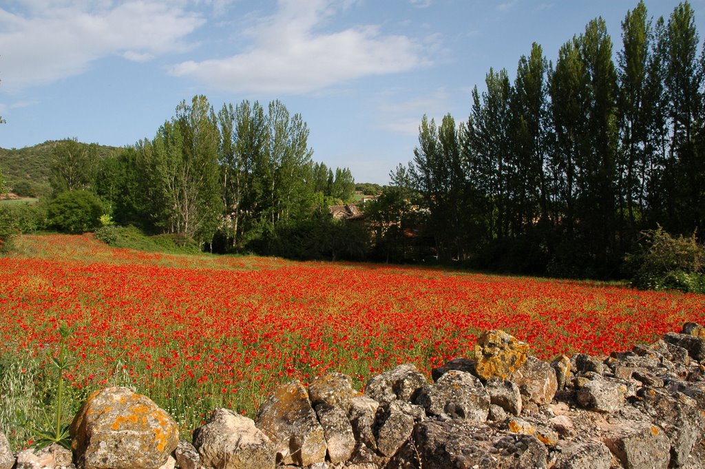 Campo de amapolas en Ures by luissarda