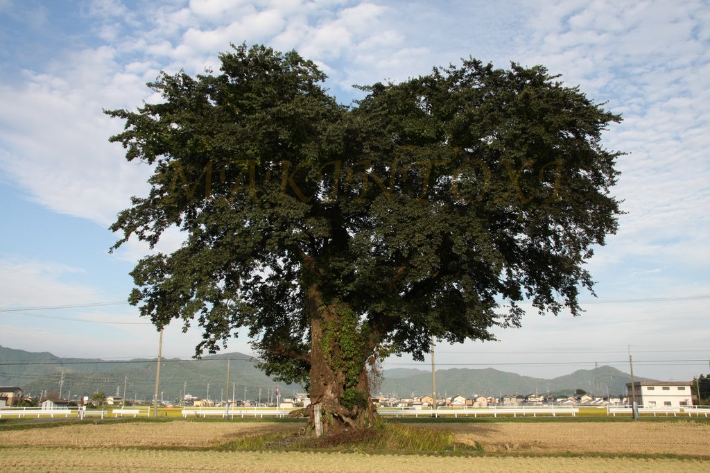 ハート型木　－　Heart Tree by Lee Ratt