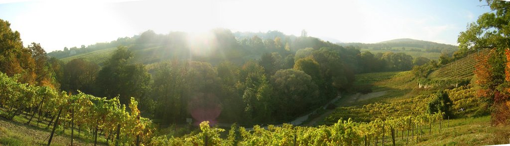 Wien Kahlenberg, Weinberge by T. S. Kuchazka