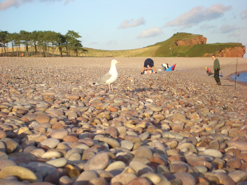 Seagull on a Beach by Fathermorgana