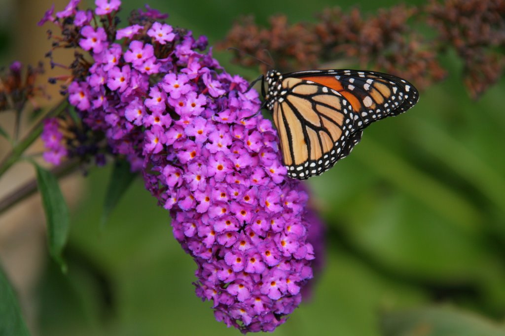 Haga Butterfly house interior by Colbright