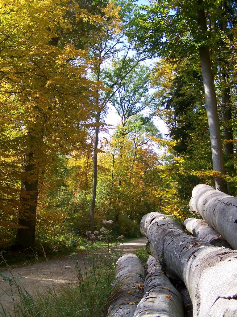 Buchenpolter im Sauhag by Hartmut Scheuter