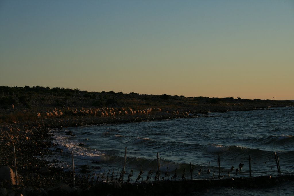 Sheeps in sunset - Island of Pag by majer63