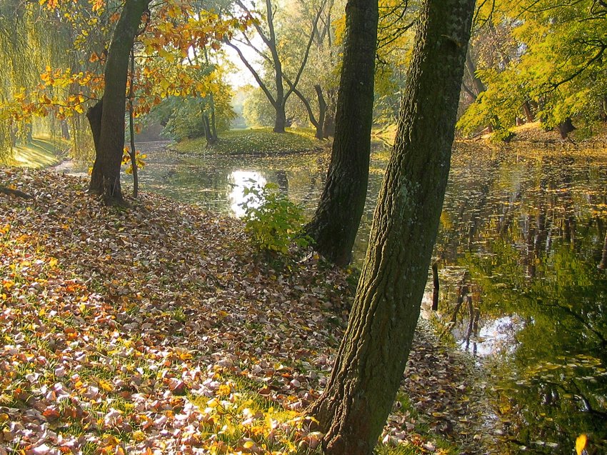 Park Sielecki - jesień by Tadek Zimmerman