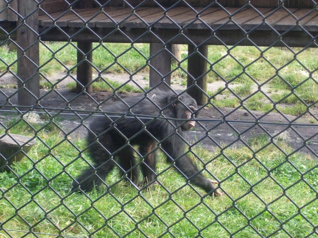 Bryan@Monkey World Nursery by iain61