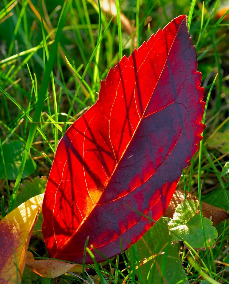 Autumn light by Zabb Csaba