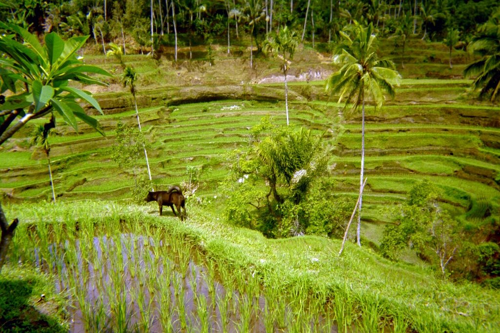 Riceterrace near Tegalalang by NicolasGaube