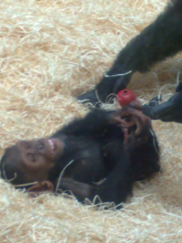 Bart playing with mum by iain61