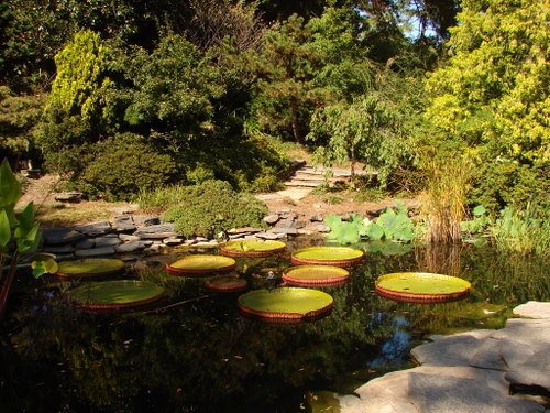 Lilly Pads by ©Paul Folmsbee