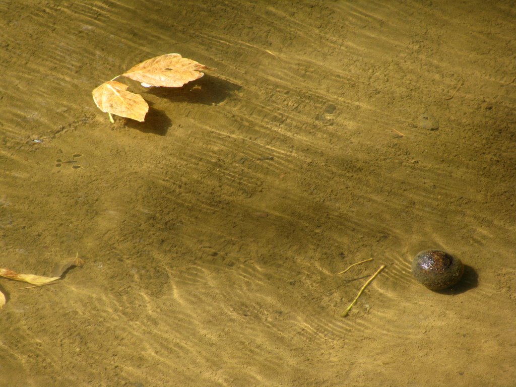 Leaves and Walnut in the Maeystown Creek by Jesse *