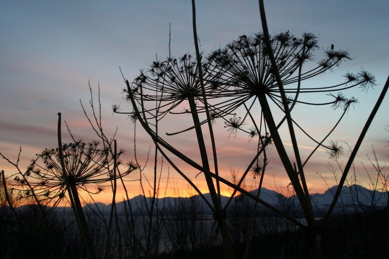 Tromsøpalme (Heracleum tromsoensis) by Hans Sandsdalen