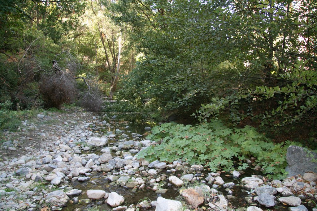 Stevens Creek, Santa Clara County, California by davidcmc58