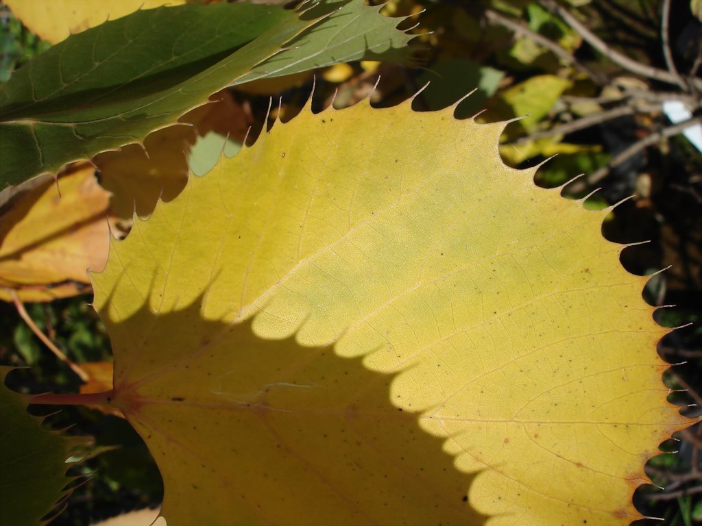 Tilia henryana - tiglio da giardino nei suoi colori autunnali by effeelle