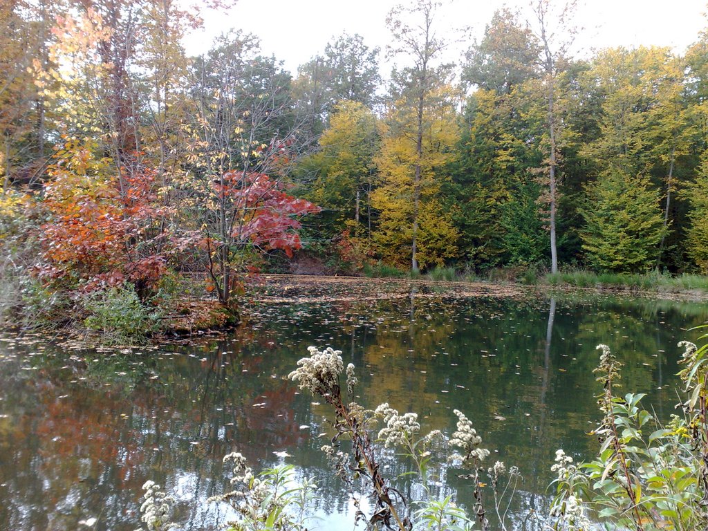 Weiher im Moowald by Roland S.