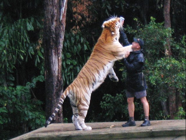 Tiger Island,Dreamworld by Steve Busson