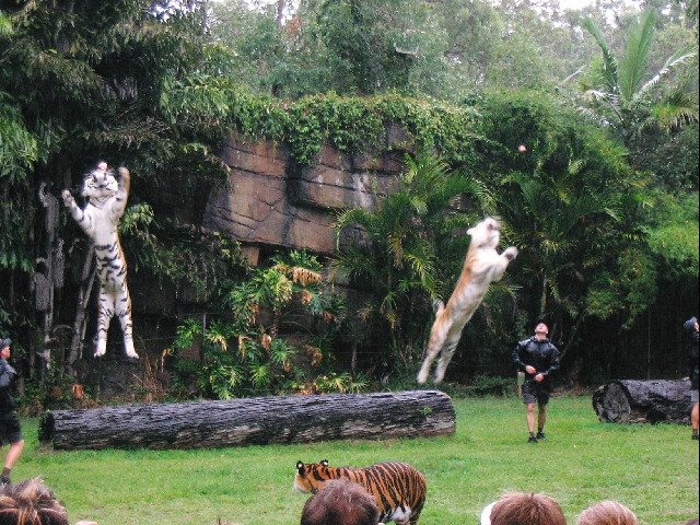 Dreamworlds Tigers by Steve Busson