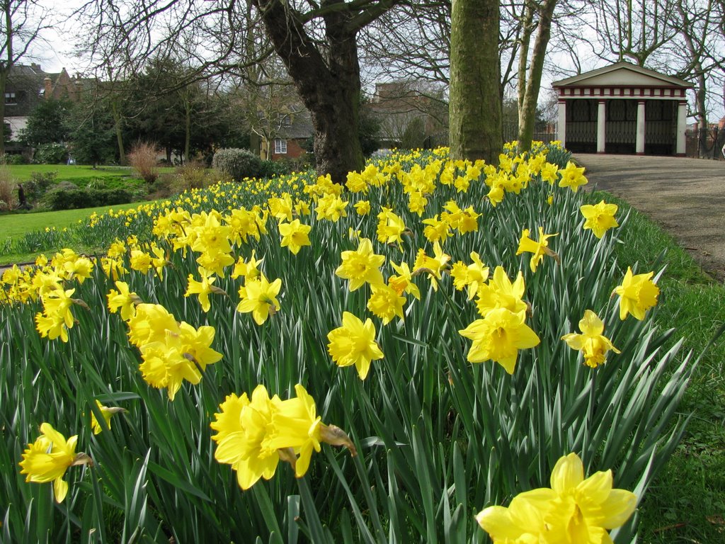 Spring Daffodills, castle park by Carl_S