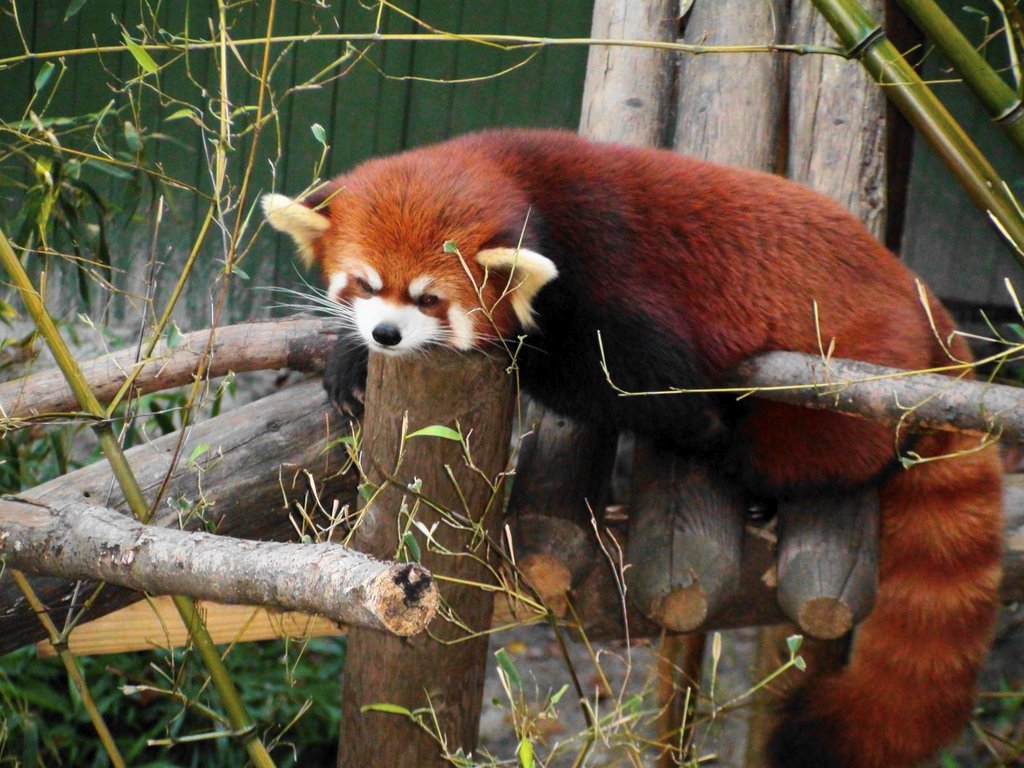 Red Panda (Ailurus fulgens) by Keko/Doboj