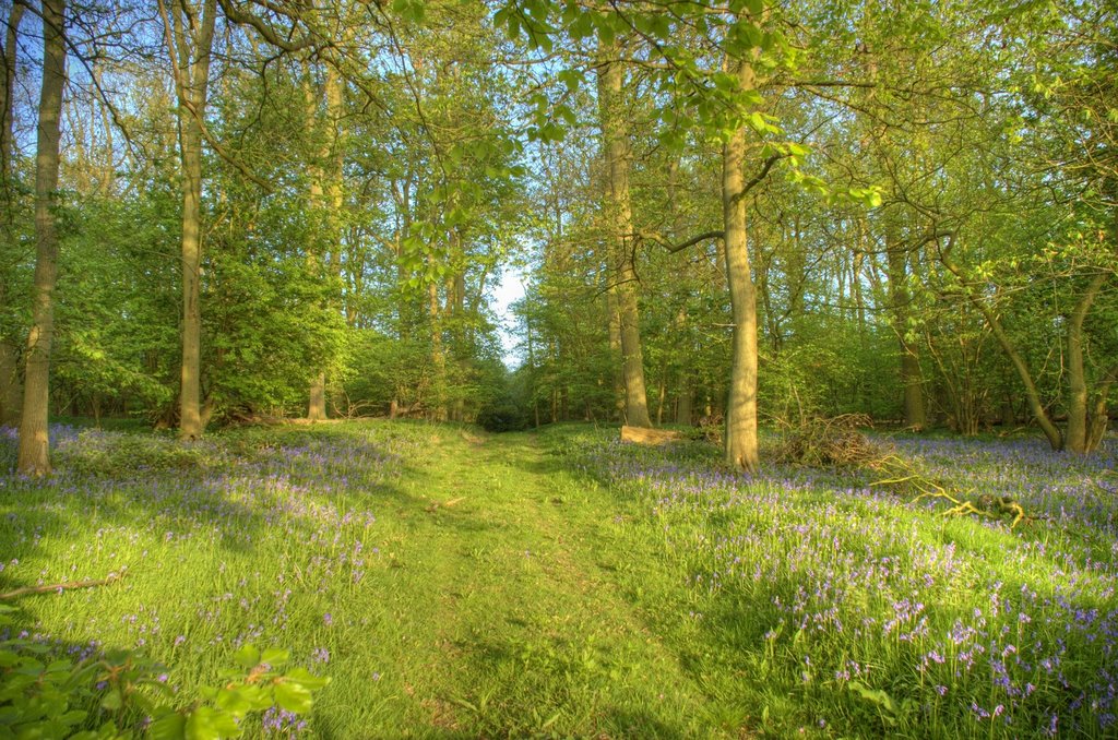 Steppingley bluebell wood 2005 by William Stephens