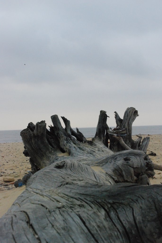 Old tree worn away by sea erosion by Glynn Churchill