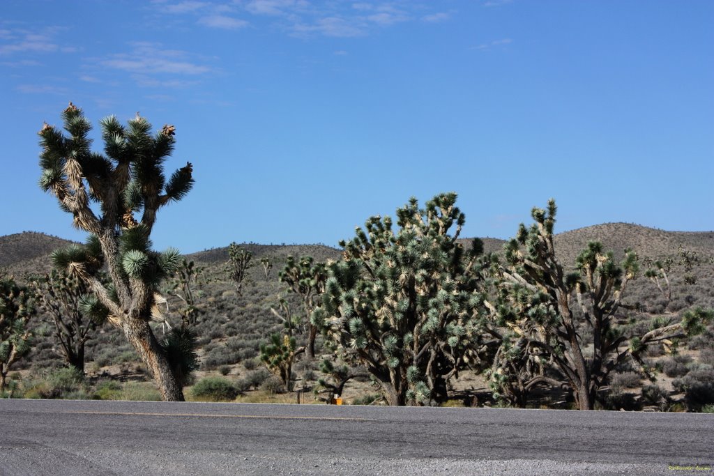 More Jushua Trees. by Roberto Lam