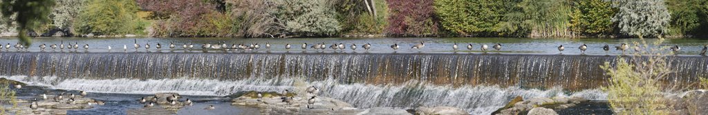 Dam Geese, Idaho Falls by geffer32