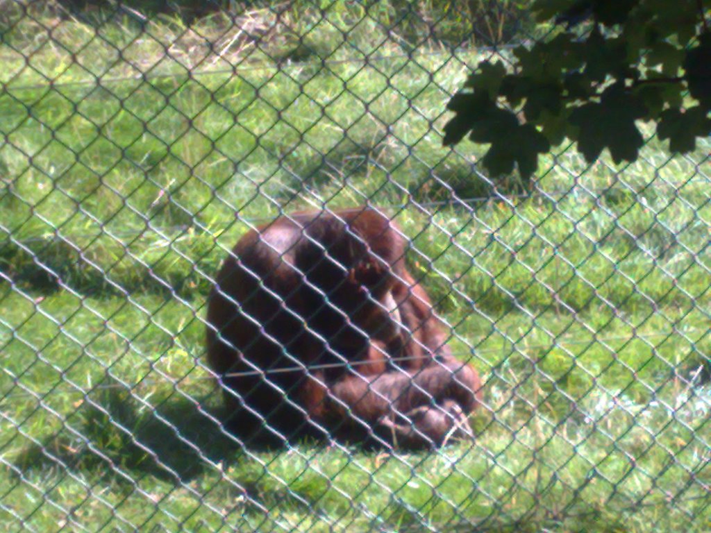 Orangutans@monkeyworld by iain61