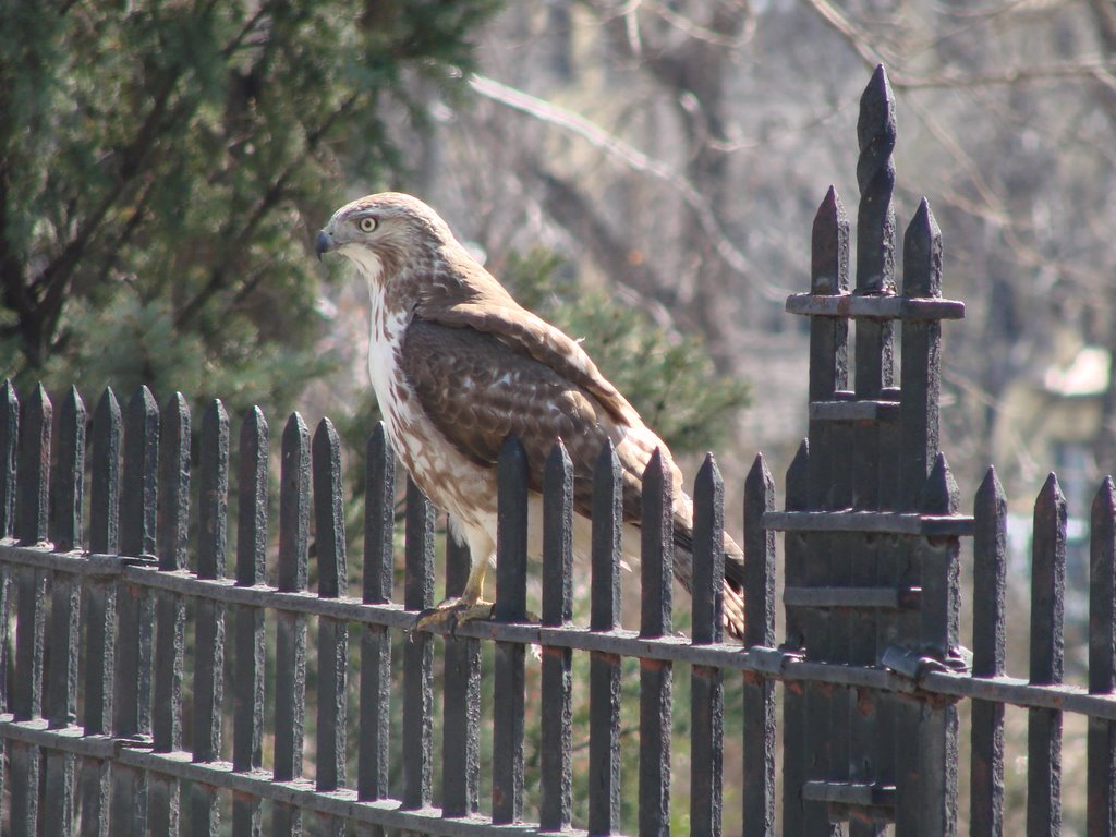 Hawk in Bay Ridge by PierrefromBayRidge