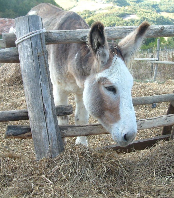 Agriturismo di Monte Bogo by Giuseppe M.