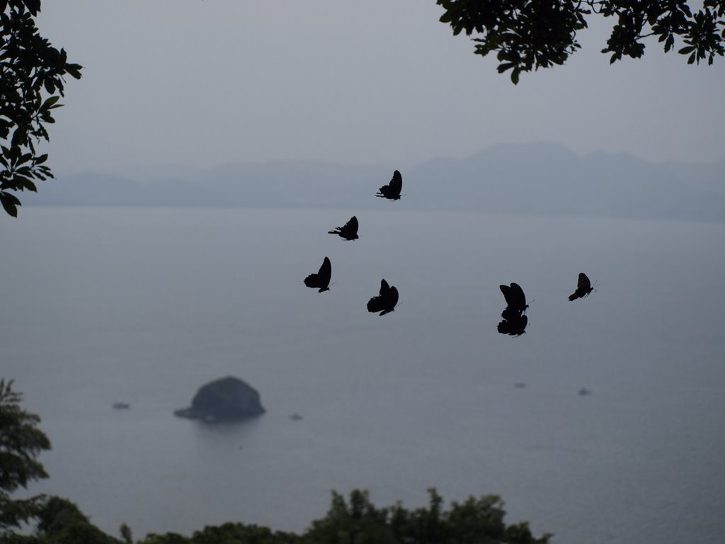 Butterflies, Noko-Island Park, Fukuoka by tade KS