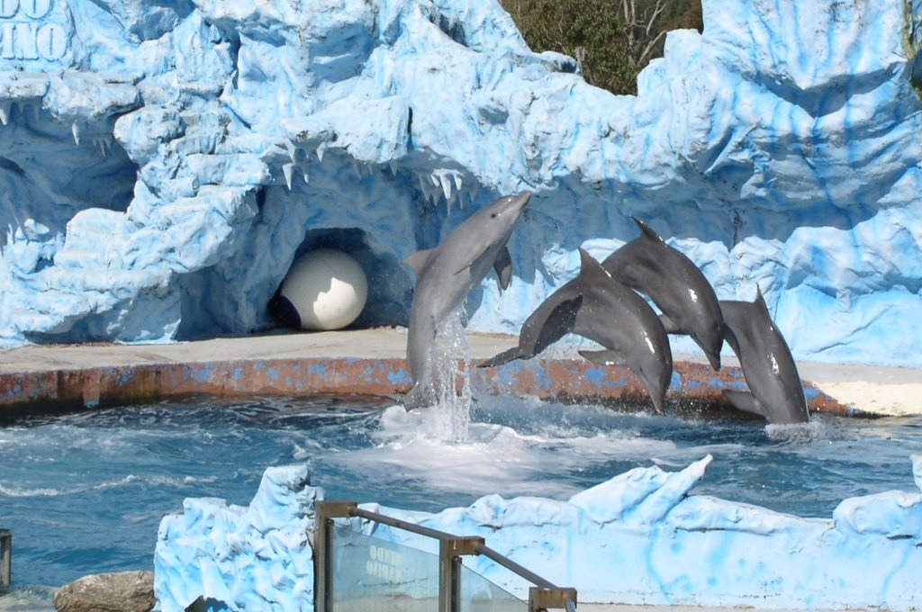 Delfines, San Clemente del Tuyú by Jm Fotografía