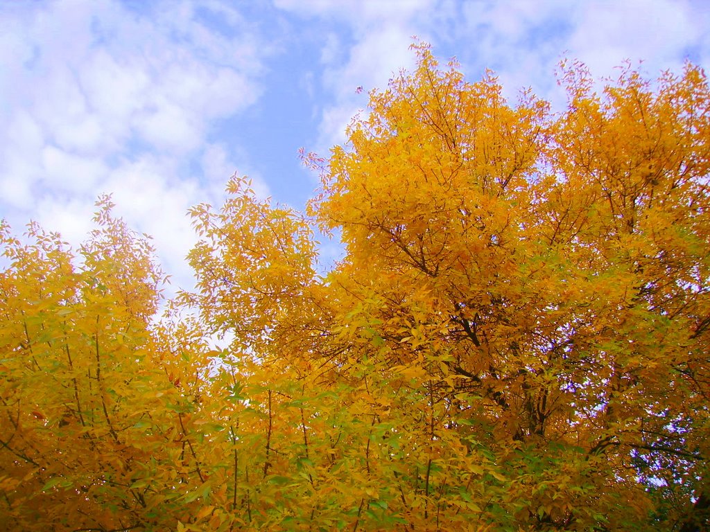 Yellow trees by kayan4o