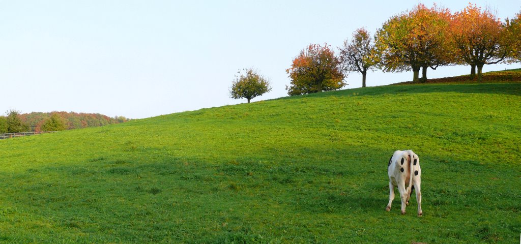 "The four spotted cows bottom" name by ian.r by Pixelmixi