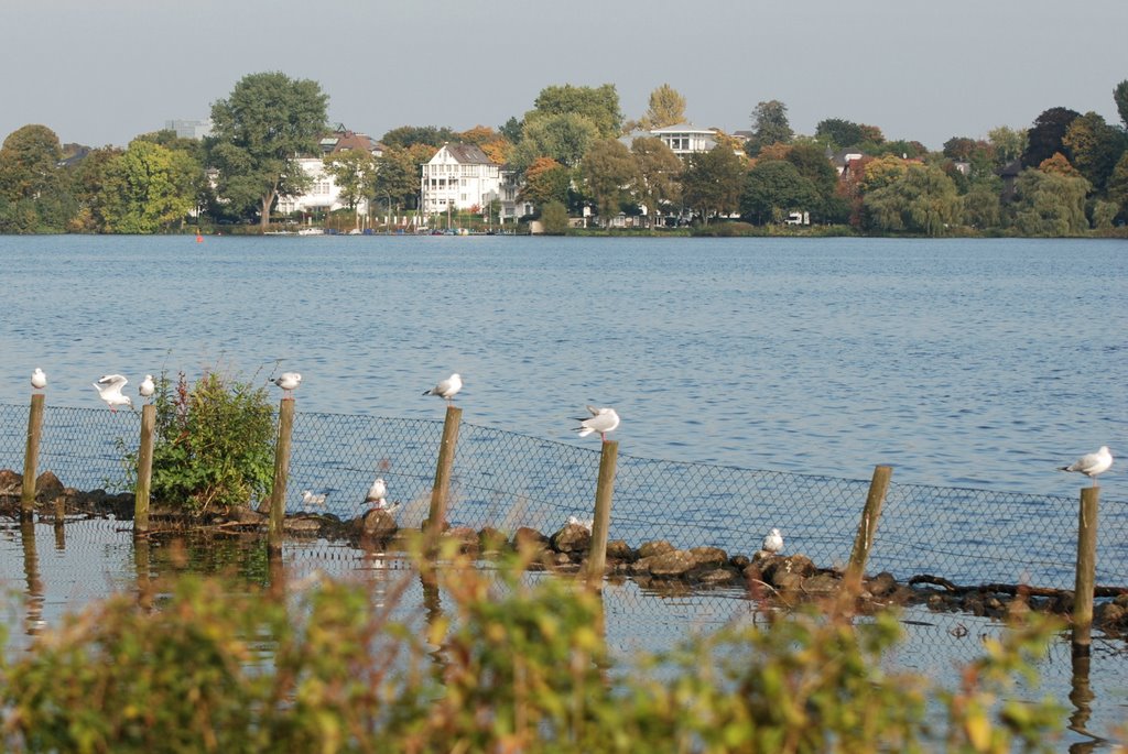 Außenalster, noch mehr Möwen :) by vp2_hmbg-ProPanoramio